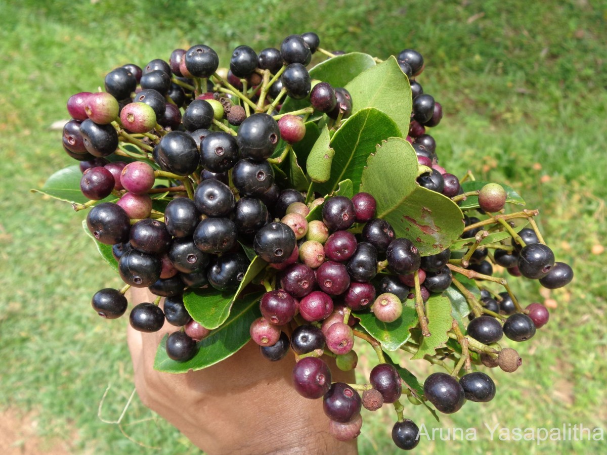 Syzygium caryophyllatum (L.) Alston